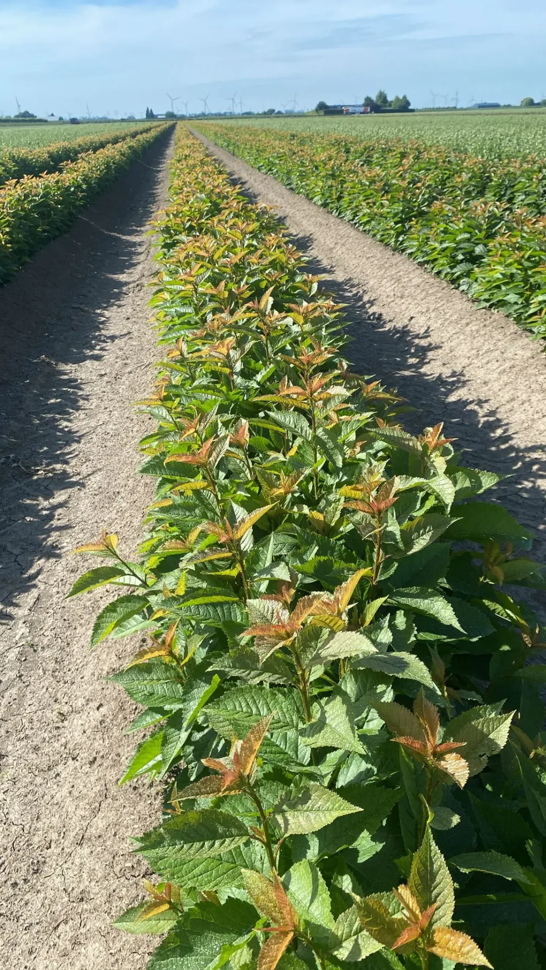 Onderstammen kersen- en pruimenbomen — moerbed (Prunus Colt)