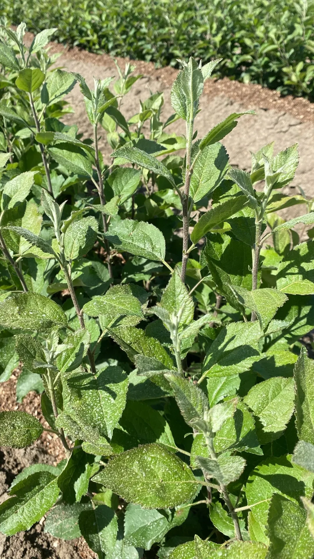 Onderstammen appelbomen — close-up (M111)