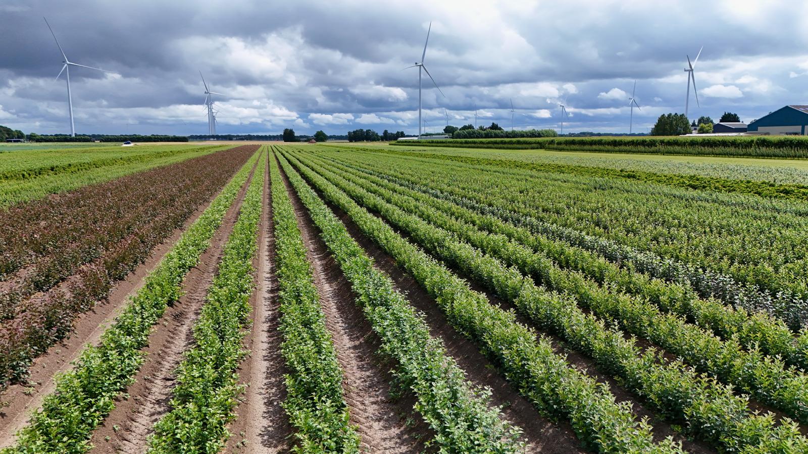 Biologische onderstammen op het veld